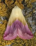 Eublemma purpurina Francis Julian Chillac 16 22092016 {JPEG}