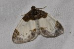 Mesoleuca albicillata Raymond Villatte Thouron 87 21082011 {JPEG}