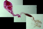 Coleophora albicostella femelle AC-8181 {JPEG}