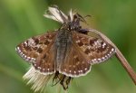 Erynnis tages Dereix Pascal Combiers 16 10092017 {JPEG}