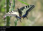 Papilio machaon Bonnet Stéphane Chanteloup 79 17062006 {JPEG}