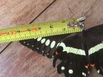 Papilio lormieri Constanza Michelle Yokadouma Cameroun 02042011 {JPEG}