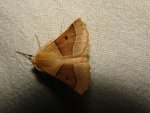 Crocallis elinguaria Rencontres Papillons de Poitou-Charentes Brenne 36 28082010 {JPEG}