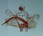 Coleophora lassella AC-13327 Miteu Martine Genneton 79 24042021 {JPEG}