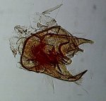 Trifurcula squamatella mâle AC-8206 {JPEG}