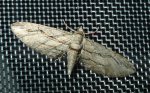Eupithecia phoeniceata Champion Emmanuelle Romegoux 17 24102015 {JPEG}