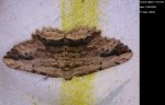 Menophra abruptaria Guyonnet Antoine Yves 17 13042013 {JPEG}