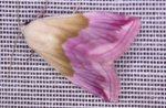 Eublemma purpurina Guyonnet Antoine West Hazel Yves 17 11092015 {JPEG}