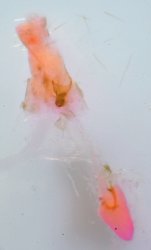 Caloptilia fribergensis femelle AG-274 Guyonnet Antoine Hanc 79 09092020 {JPEG}
