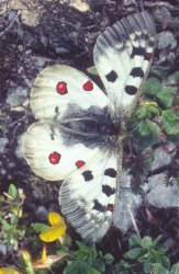 Parnassius phoebus Collection Levesque Robert {JPEG}