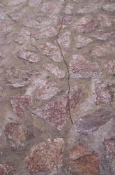 Thaumetopoea pityocampa Munsch Danie Presquîle de Giens 83 02022007 {JPEG}