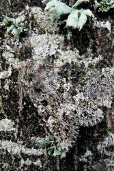Polymixis lichenea Le Mao Patrick La Rougeolais/Saint-Pierre-de-Plesguen (35) 09102008 {JPEG}