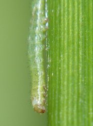 Aporophyla australis Porteneuve Jean-Jacques Lunel-Viel 34 02122012 {JPEG}
