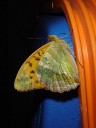 Nymphalidae Argynnis pahia Jean-Marie Brams Flirey (54) 10072008 {JPEG}