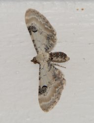 Eupithecia centaureata Porteneuve Jean-Jacques Lunel-Viel 34 08102015 {JPEG}