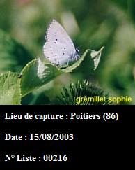 Celastrina argiolus Gremillet Sophie Poitiers 86 15082003 {JPEG}