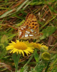 Issoria lathonia Rencontres Papillons de Poitou-Charentes Brenne 36 28082010 {JPEG}