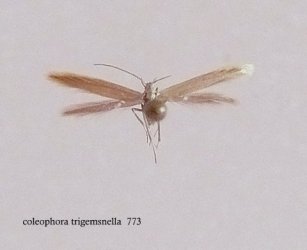 Coleophora trigeminella Lemoine Christian Thouars 79 30062007 {JPEG}