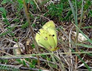 Colias hyale Loth Francis Romegoux 17 04052011 {JPEG}