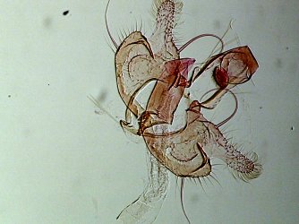 Coleophora mayrella mâle AC-8189 {JPEG}