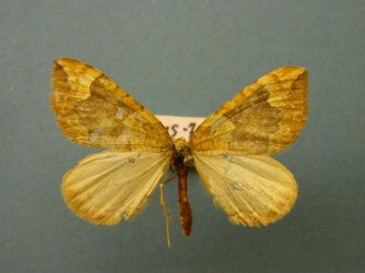 Eulithis populata Collection Levesque Robert {JPEG}