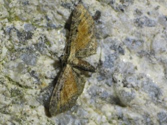 Eupithecia icterata Buquet 76 092004 {JPEG}