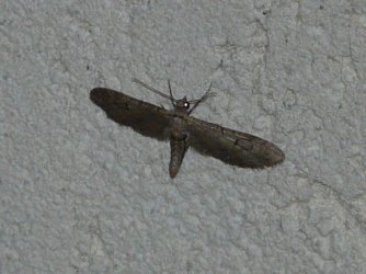 Eupithecia sp Montenot Jean-Pierre La Rochelle 17 11092015 {JPEG}
