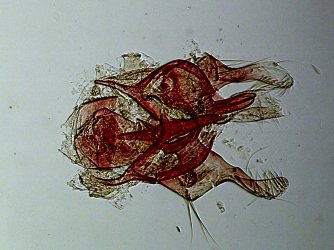 Infurcitinea albicomella mâle AC-8202 {JPEG}