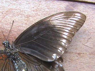 Papilio bromius bromius Constanza Michelle Yokadouma Cameroun 11042011 {JPEG}