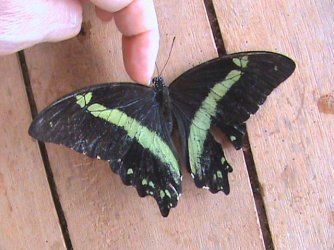 Papilio bromius bromius Constanza Michelle Yokadouma Cameroun 03052010 {JPEG}