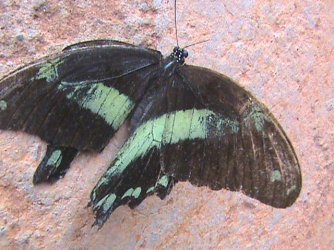 Papilio bromius bromius Constanza Michelle Yokadouma Cameroun 10022010 {JPEG}