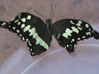 Papilio demodocus 19 Constanza Michelle Yokadouma Cameroun 19042011 {JPEG}
