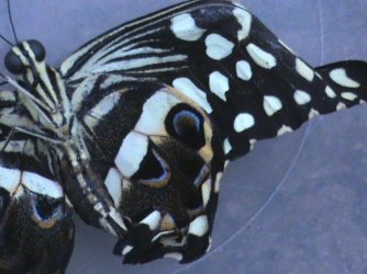 Papilio demodocus 20 Constanza Michelle Yokadouma Cameroun 19042011 {JPEG}