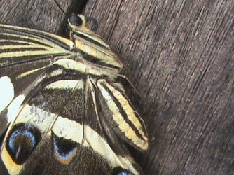 Papilio demodocus Constanza Michelle Yokadouma Cameroun 25032011 {JPEG}