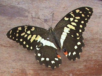 Papilio demodocus Constanza Michelle Yokadouma Cameroun 08042011 {JPEG}