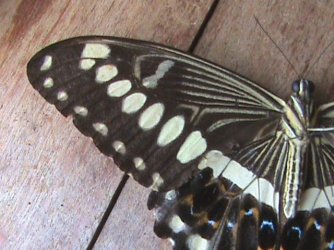 Papilio lormieri Constanza Michelle Yokadouma Cameroun 02042011 {JPEG}