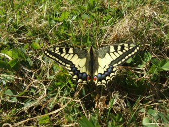Papilio machaon Miteu Martine Genneton 79 25042010 {JPEG}
