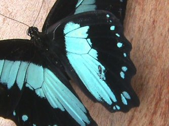 Papilio nireus Constanza Michelle Yokadouma Cameroun 11042011 {JPEG}