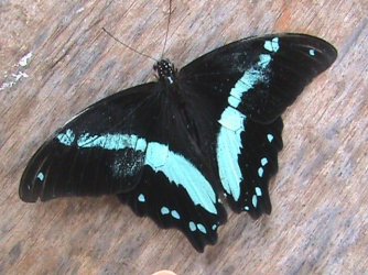 Papilio nireus Linnaeus 1758 Constanza Michelle Yokadouma Cameroun 28042011 {JPEG}