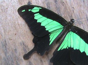 Papilio phorcas phorcas Cramer 1777 Constanza Michelle Yokadouma Cameroun 12052011 {JPEG}
