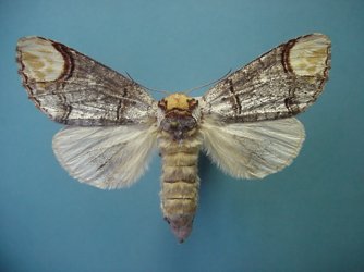 Phalera bucephala Collection Levesque Robert {JPEG}