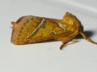 Papillon Triodia sylvina 76 Buquet 092004 {JPEG}