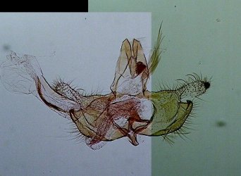 Coleophora mayrella 1-1 AC-13308 Marsteau Christine Saint-Laurent des Combes 16 15062018 {JPEG}