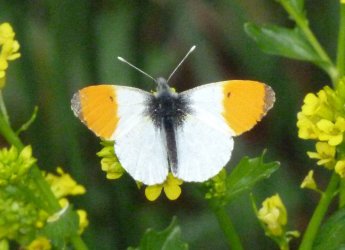 Anthocharis cardamines Rencontres Papillons de Poitou-Charentes Beauregard 36 24042011 {JPEG}
