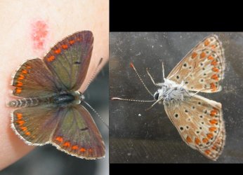 Papillon Aricia agestis Thiors 79 27062007 Guyonnet {JPEG}