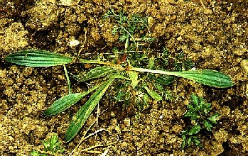 Plantain lancéolé (Plantago lanceolata) {JPEG}