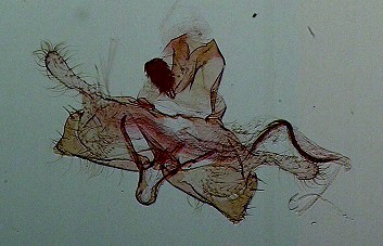 Coleophora pyrrhulipennella AC-13316 Marsteau Christine Saint-Laurent des Combes 16 10072020 {JPEG}