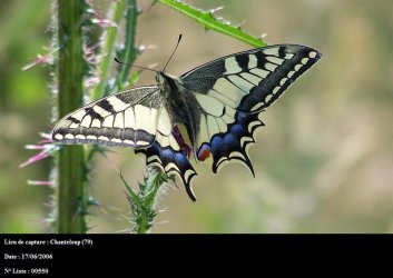 Papilio machaon Bonnet Stéphane Chanteloup 79 17062006 {JPEG}