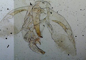 2625_701411_Cnaemidophorus rhododactylus mâle AC-10777 {JPEG}