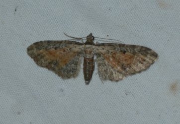 3866_Eupithecia icterata West Hazel Corignac 17 24082016 {JPEG}